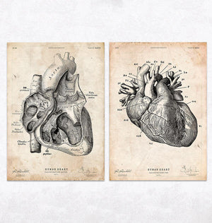 Vintage heart anatomy print