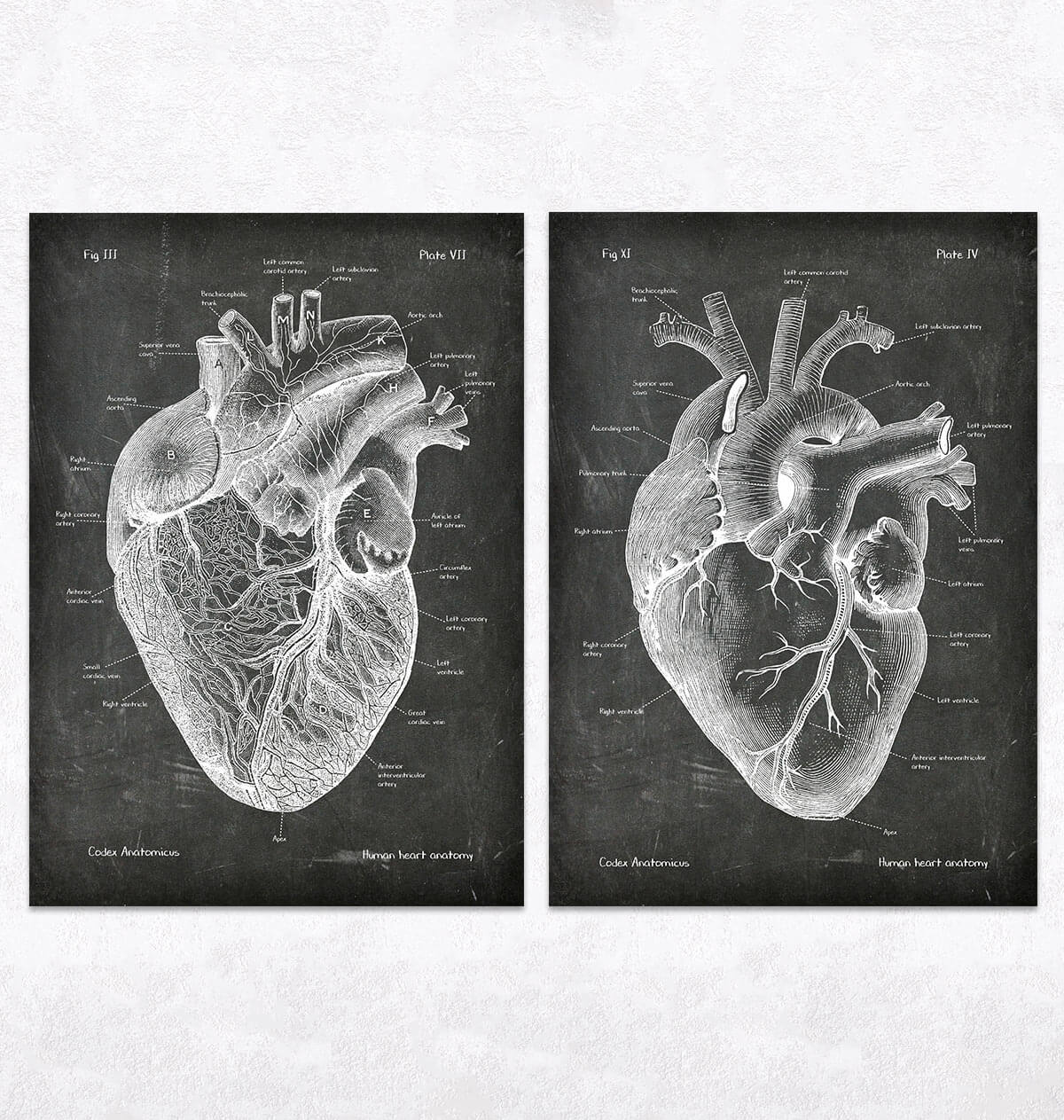 Vintage And Chalkboard Heart Anatomy Set Of 5 Codex Anatomicus 5814