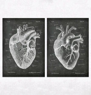 Chalkboard heart anatomy poster