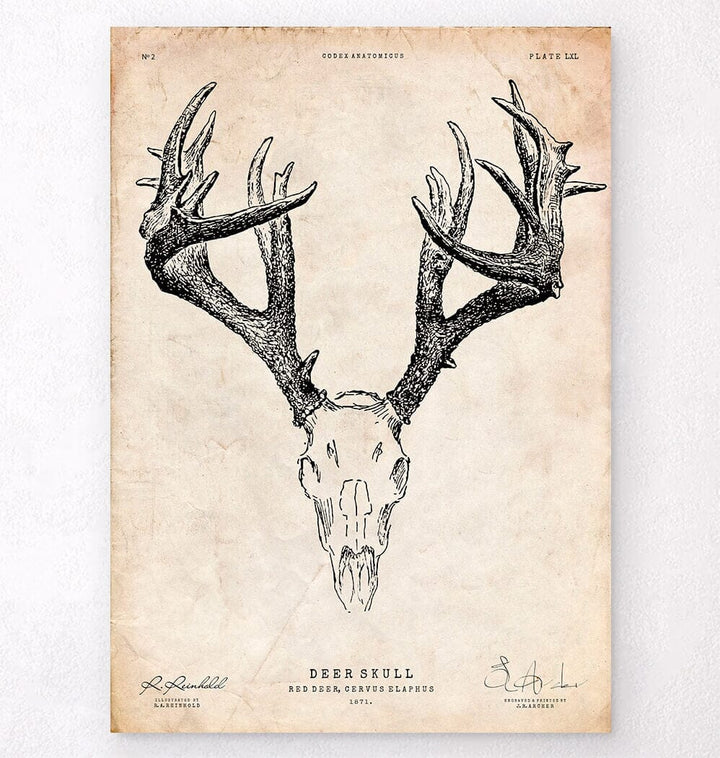 Deer skull poster