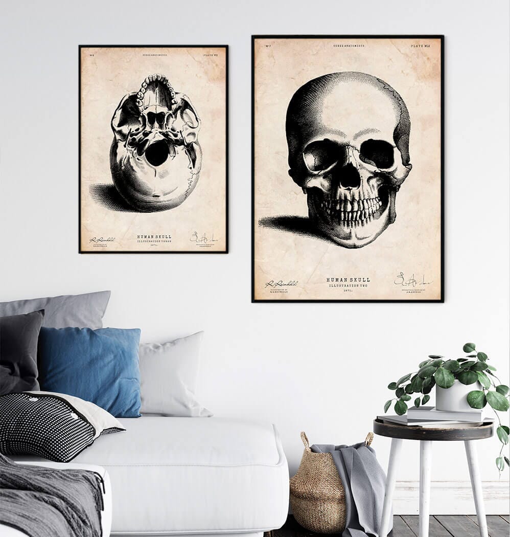 Human skull drawing - Codex Anatomicus