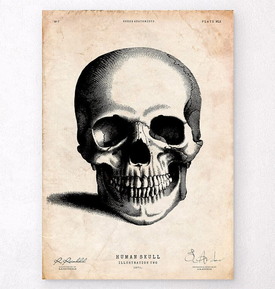 Dessin de crâne humain - Codex Anatomicus