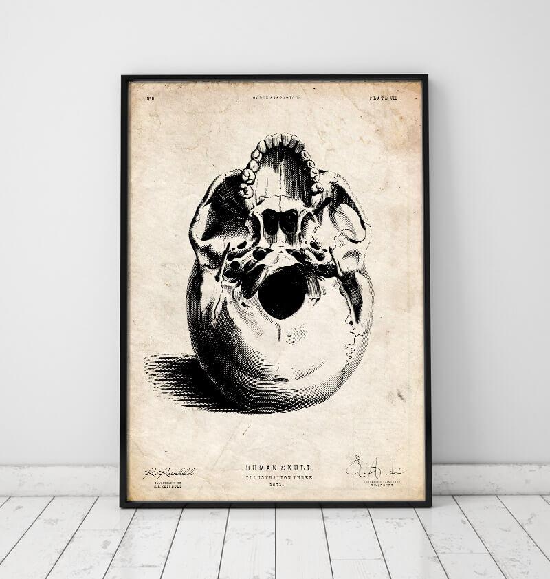 Human skull print III - Codex Anatomicus