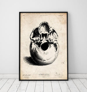 Human skull art print