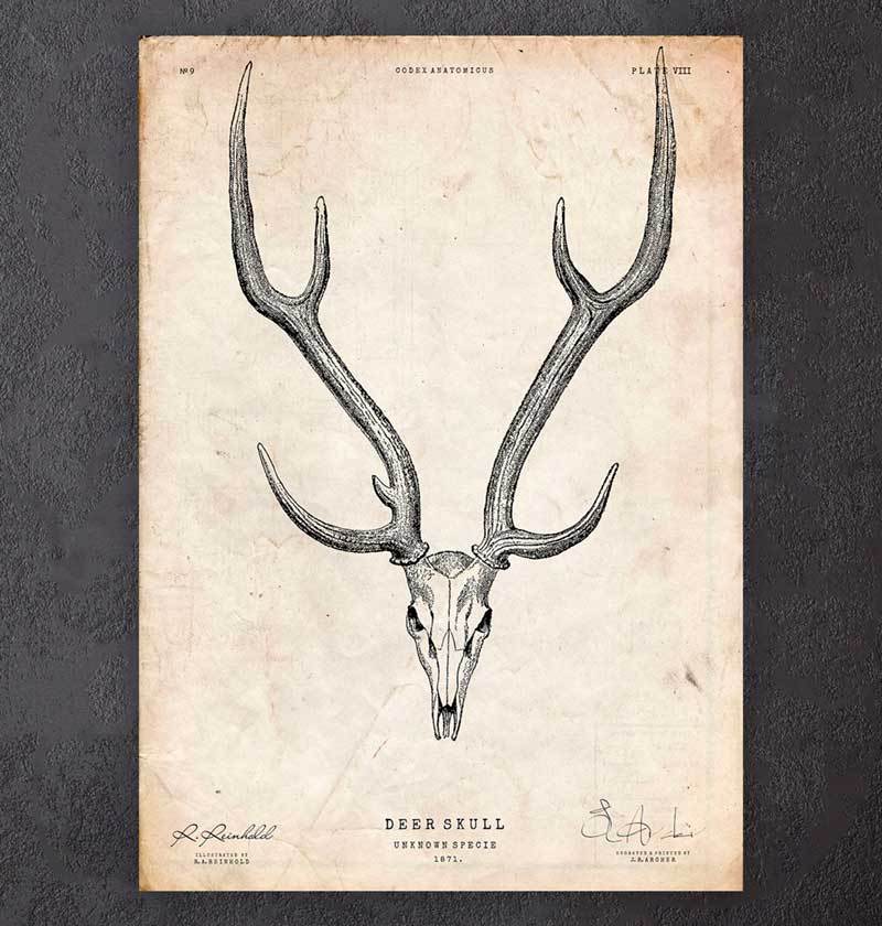 Deer skull poster – Codex Anatomicus