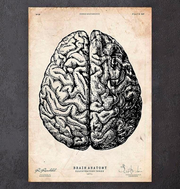 Brain anatomy drawing