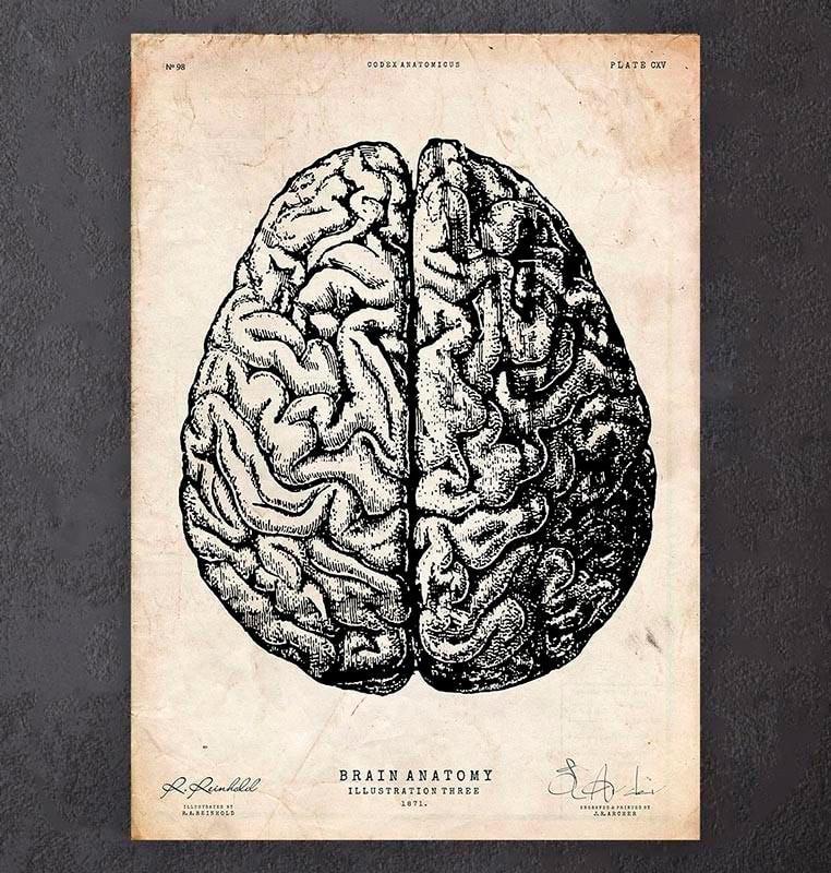 neural anatomy