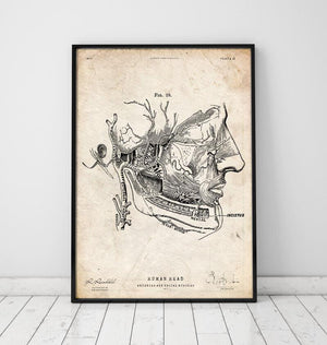 Face anatomy poster