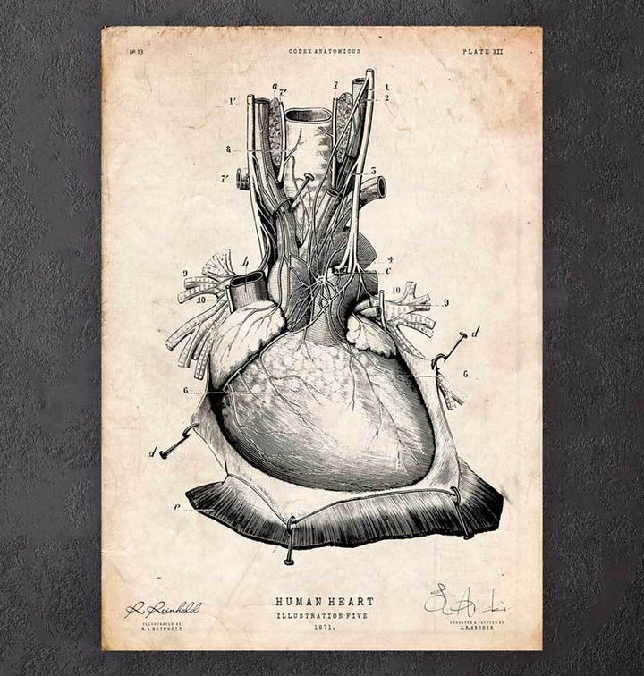 Affiche anatomie cardiaque disséquée - Codex Anatomicus