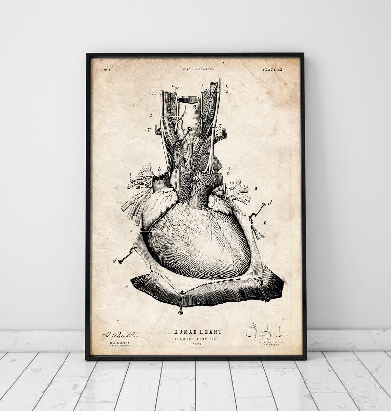 Heart anatomy diagram - Codex Anatomicus