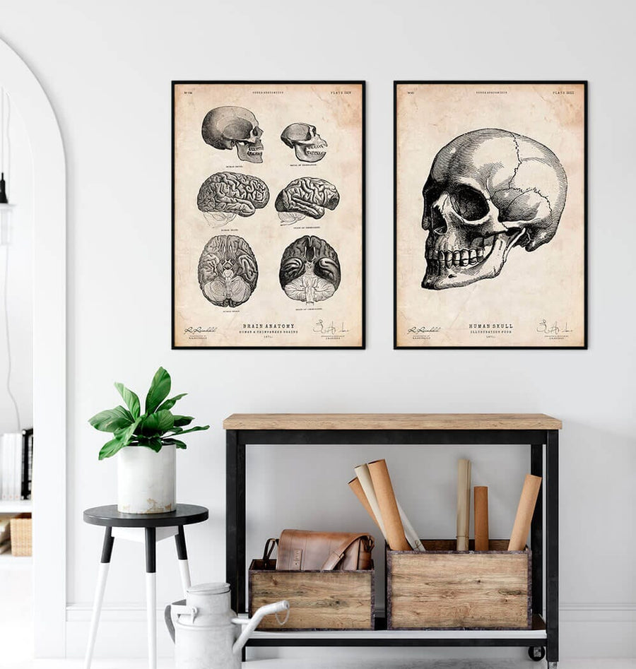 Skull anatomy poster