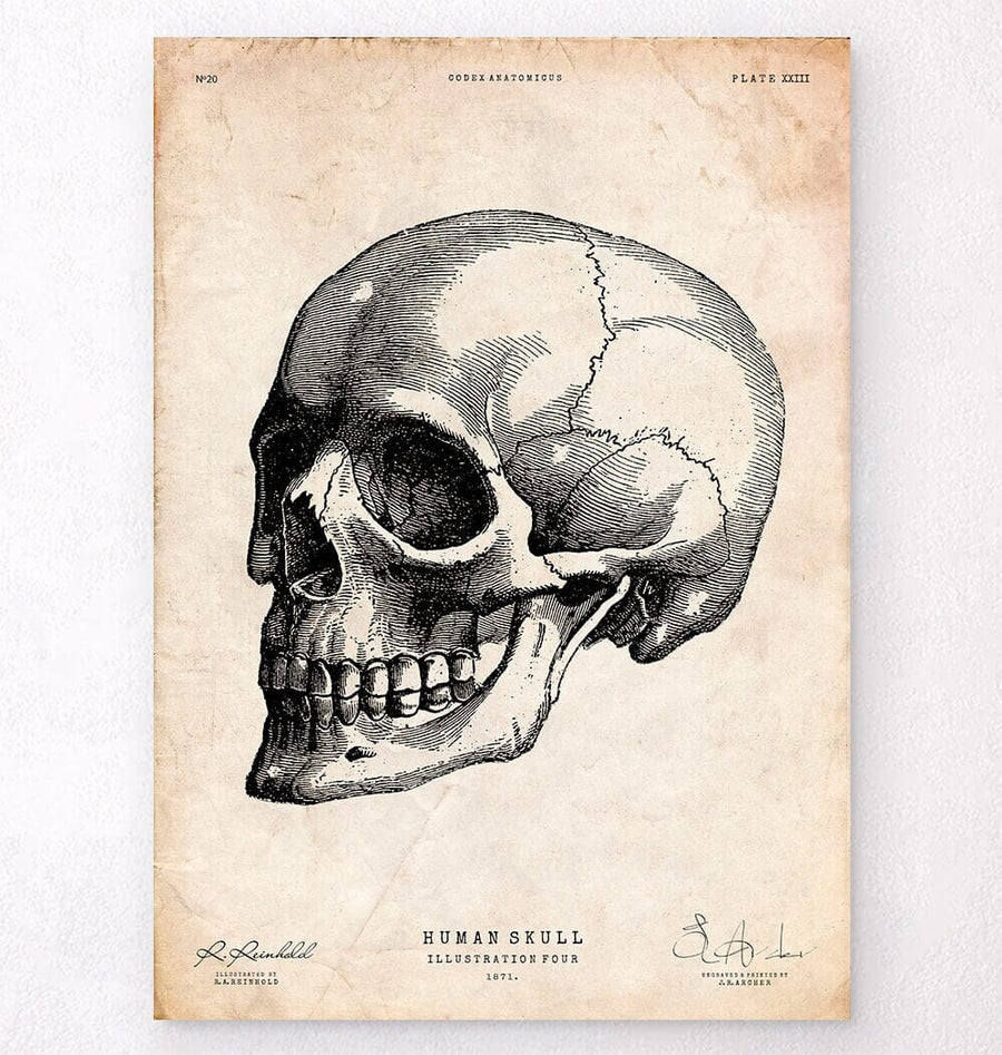 Human skull print IV - Codex Anatomicus