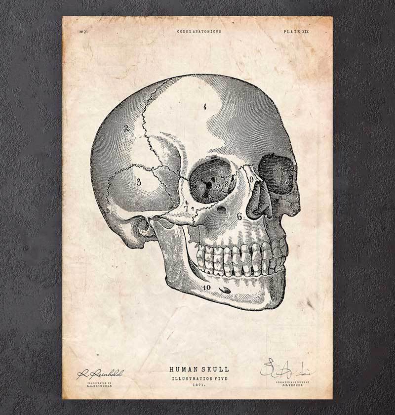 Human skull poster