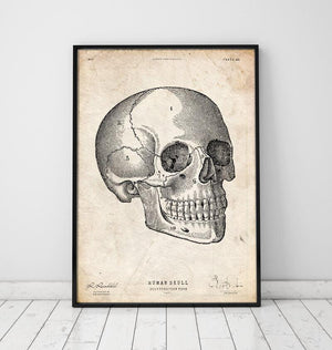 Human skull vintage anatomy poster