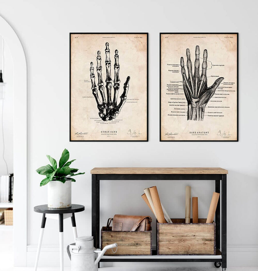 Hand anatomy art print