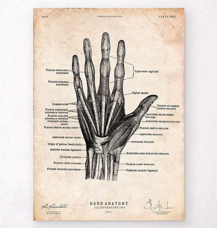 Hand anatomy poster