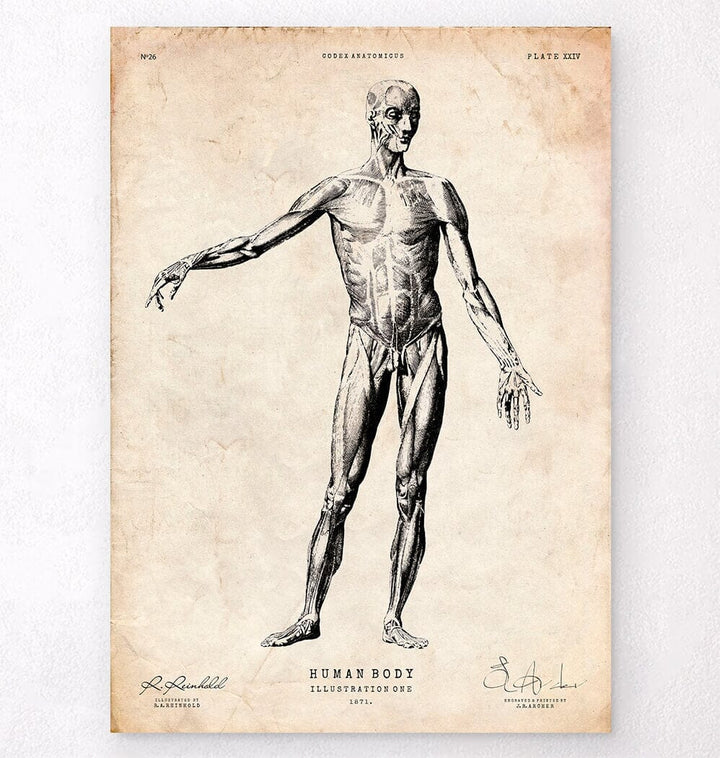 Human anatomy muscles chart