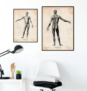 Anatomy art print