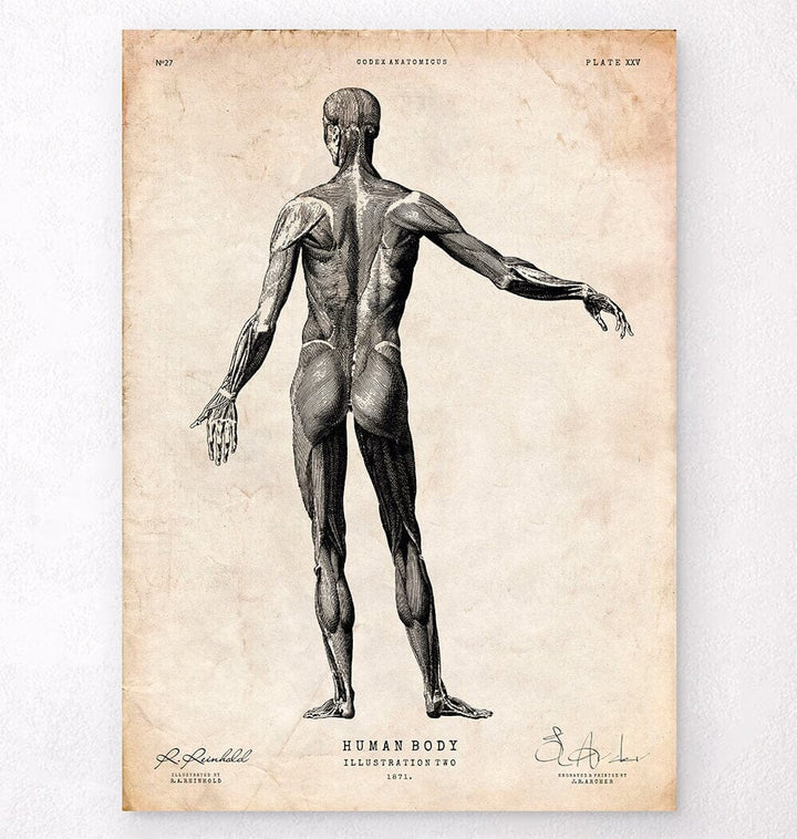 Full body human anatomy print II