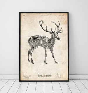 Deer skeleton poster