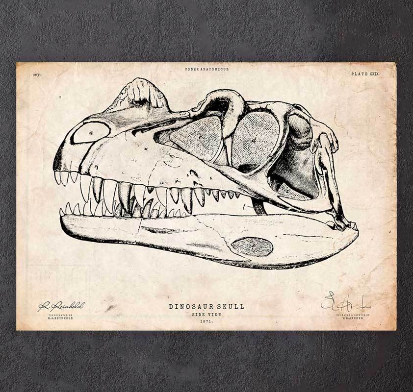 Dinosaur Skull Print Codex Anatomicus