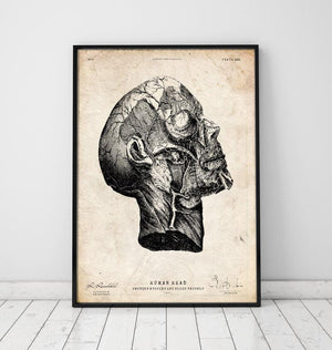Head anatomy poster