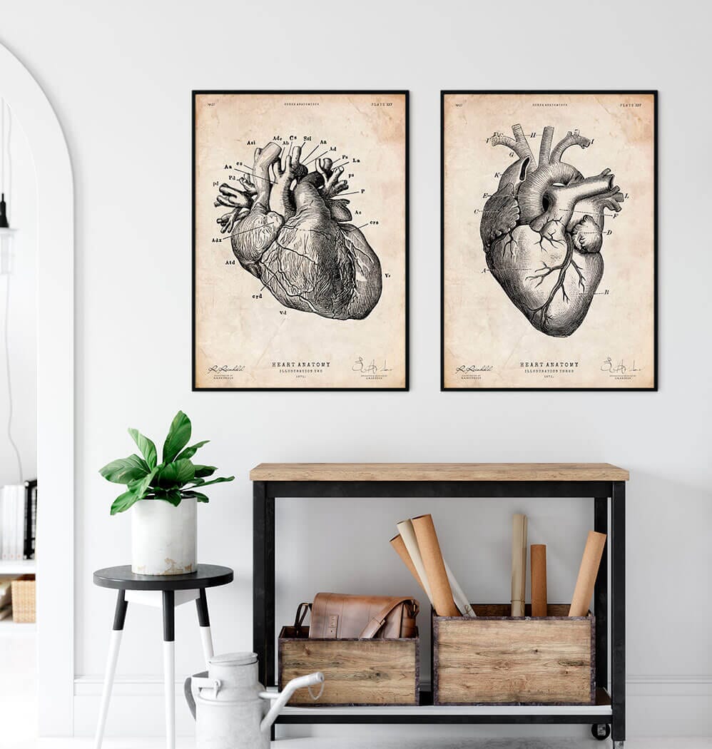 Heart anatomy chart - Vintage Poster - Codex Anatomicus