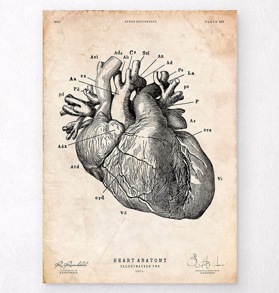 Heart anatomy chart - Vintage Poster - Codex Anatomicus