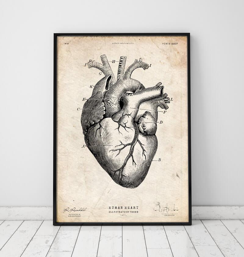 vintage heart anatomy poster by codex anatomicus