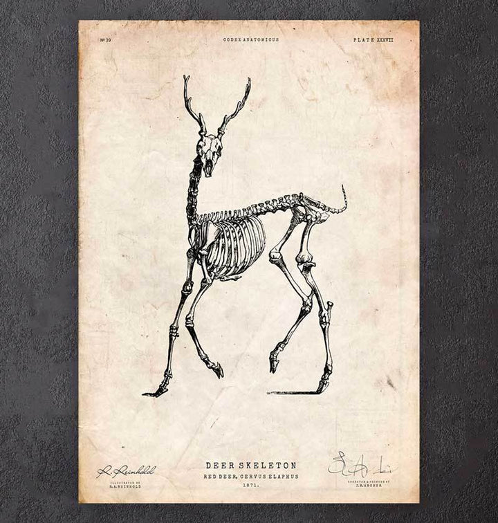 Deer skeleton art print