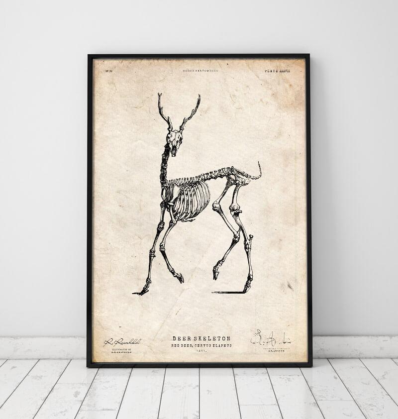 Deer skeleton art print – Codex Anatomicus