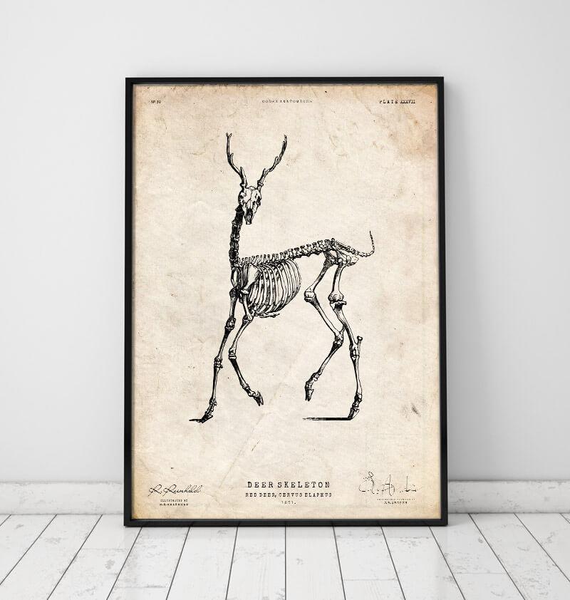 Deer skeleton poster