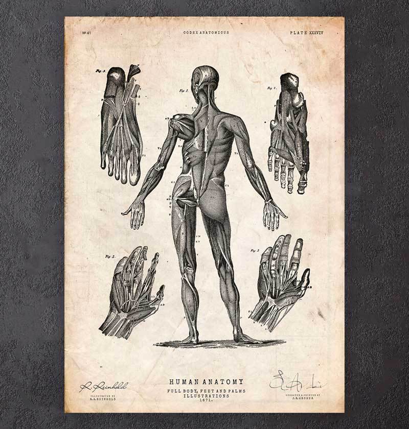 Human anatomy art