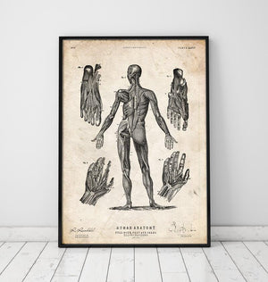 Full body human anatomy print III vintage poster
