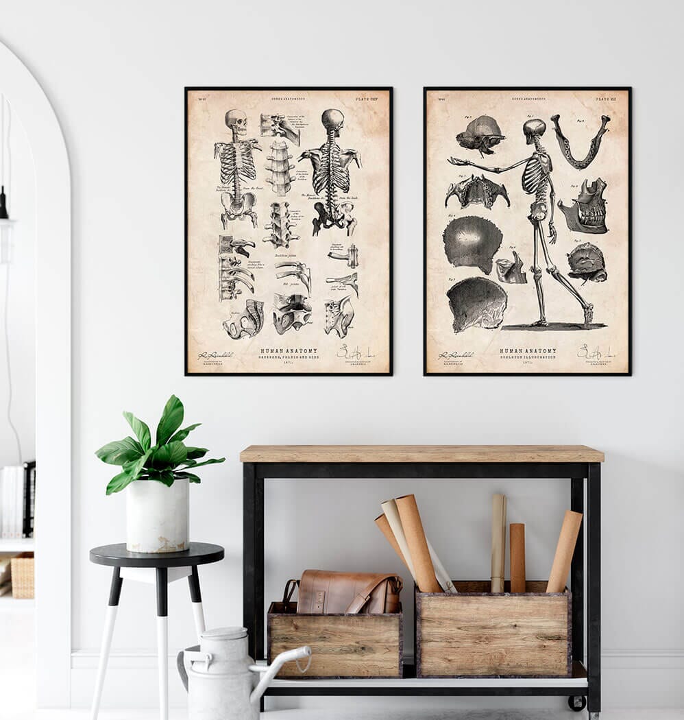 Skeleton Imageprint Human skeleton print - Codex Anatomicus