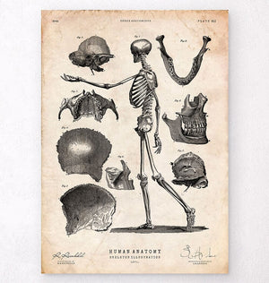 Human skeleton print