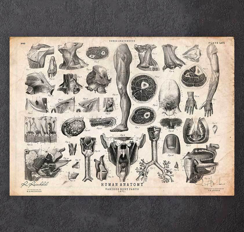 Human Anatomy Chart Codex Anatomicus