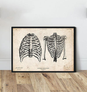 Rib cage poster - Vintage Poster