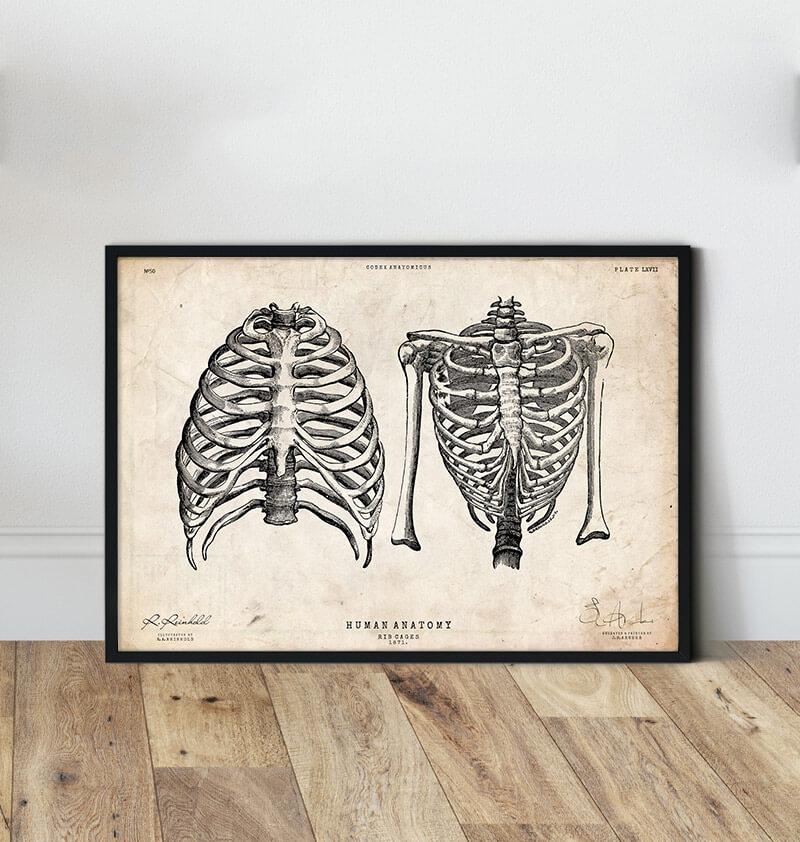 Poster Ribs Rib cage poster - Vintage Poster - Codex Anatomicus