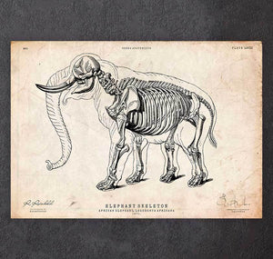 Elephant skeleton art print