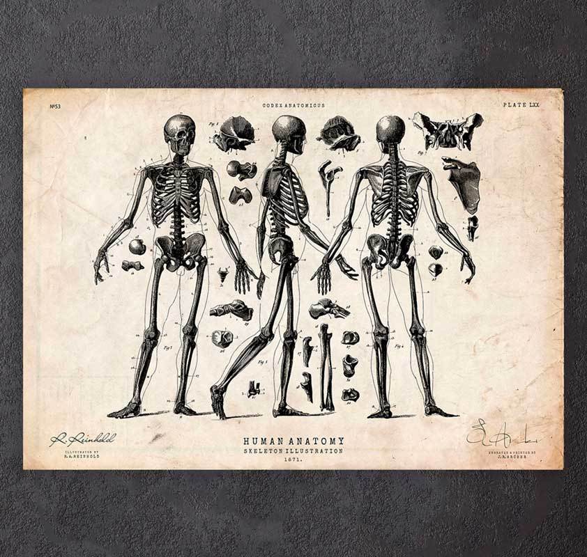 Skeleton art print - Vintage - Codex Anatomicus