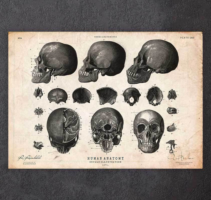 Human skull artwork