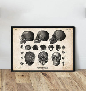 Human skull art print in a frame