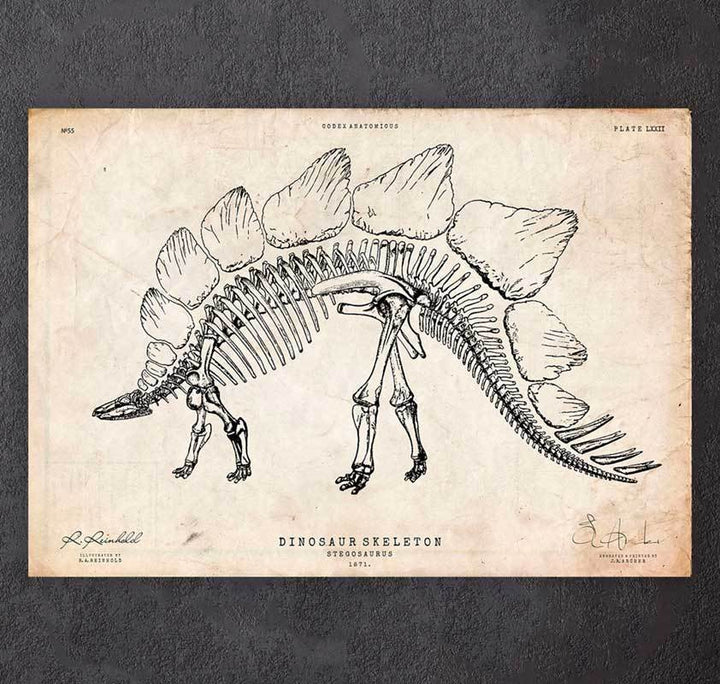 Dinosaur skeleton print - Stegosaurus