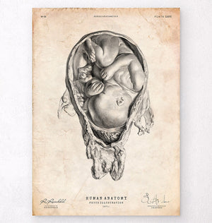 Womb anatomy vintage poster by codex anatomicus