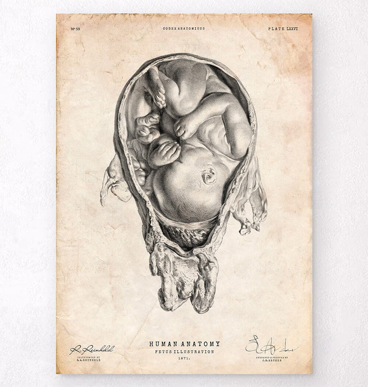 Obstetrics and Gynecology - Anatomy Art - Codex Anatomicus – Tagged print