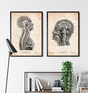 Brain and spinal cord anatomy print