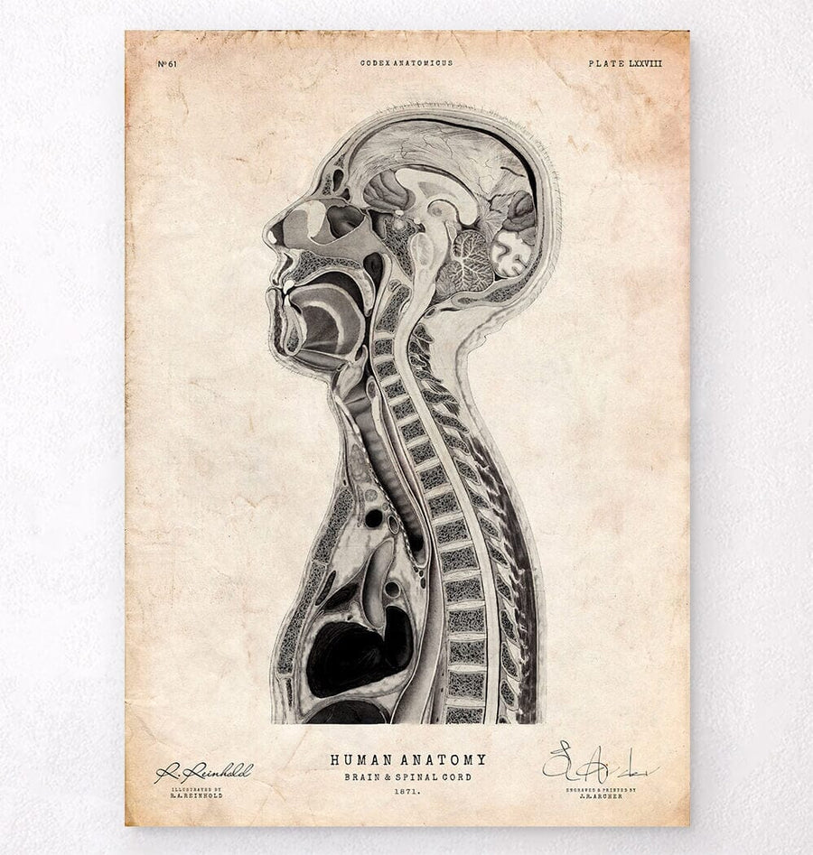 Brain anatomy print