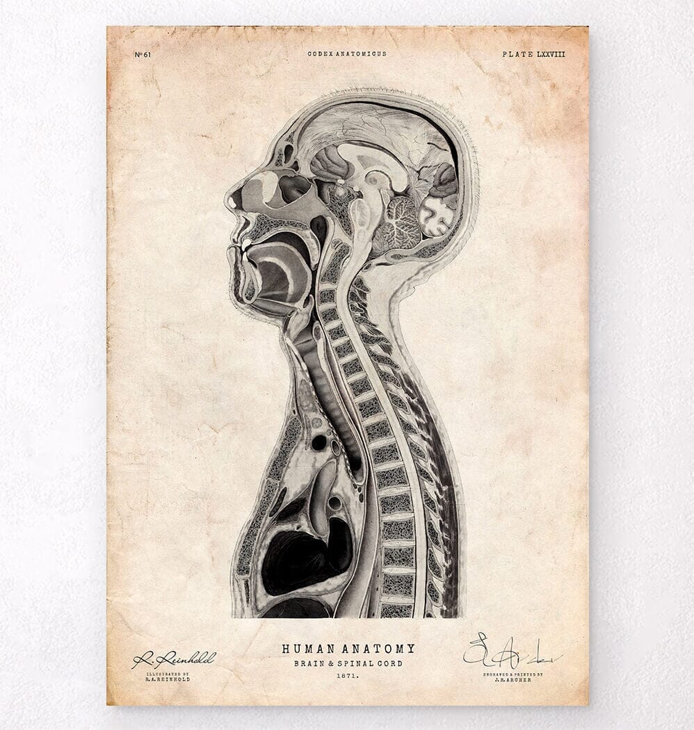 Brain anatomy drawing – Codex Anatomicus
