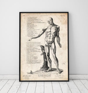 Full body human anatomy print VI art print